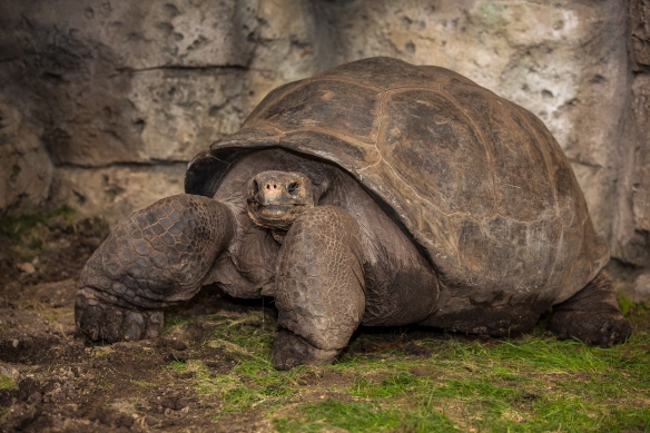 Bravo, a 650-pound Galapagos tortoise, is the largest turtle in the Midwest.