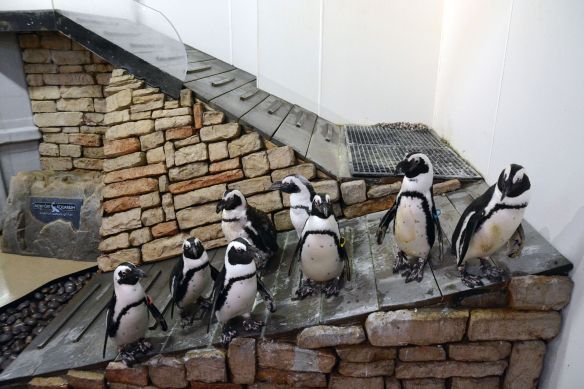 African penguins at Newport Aquarium