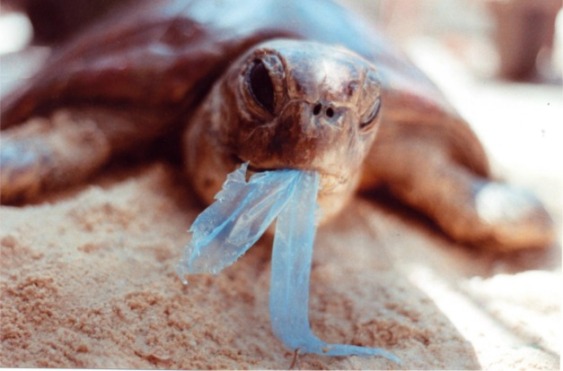 Sea Turtle and Plastic Bag
