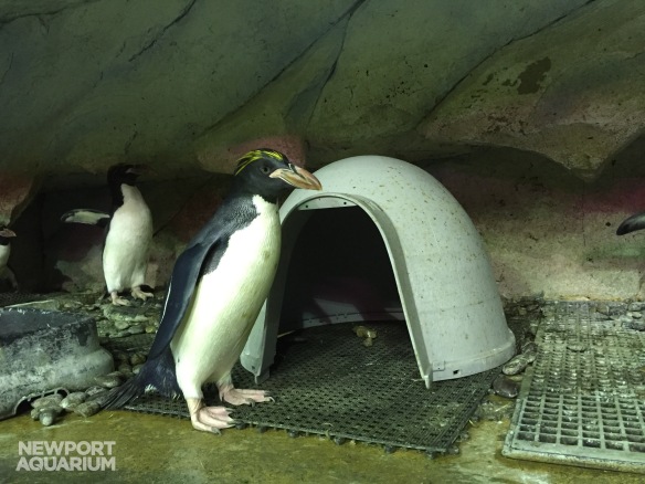 Penguin loft - Victoria and Clifford